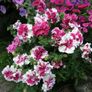 (P)  Petunia Pirouette F1 seeds (15s) (414017) Image 3