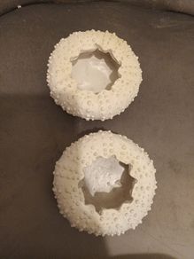 2 Sea urchin candle holders