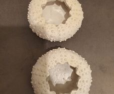 2 Sea urchin candle holders