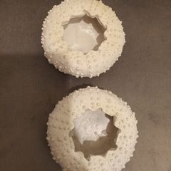 2 Sea urchin candle holders