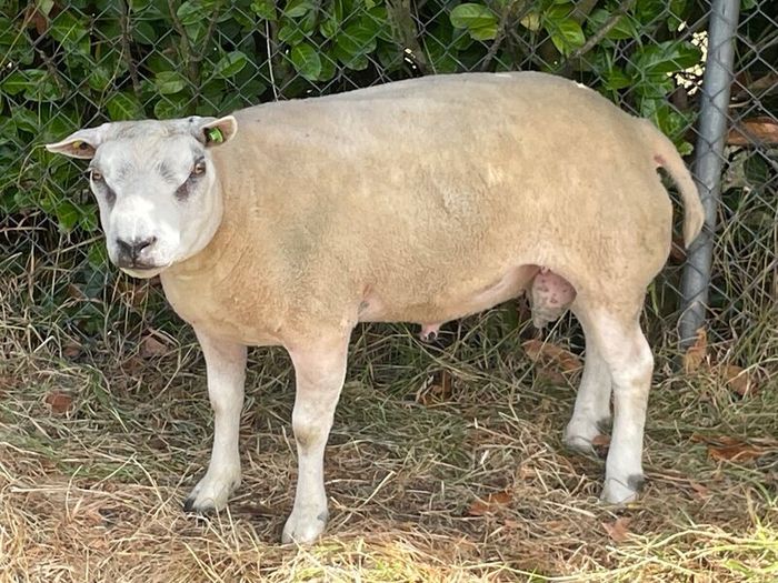 Pedigree Beltex Ram