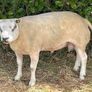 Pedigree Beltex Ram Image 8