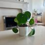 planters with plant Image 4