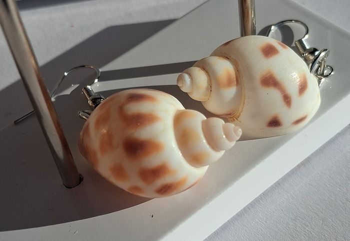 Babylonia Areolata Shells Earrings