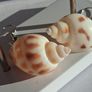 Babylonia Areolata Shells Earrings Image 2