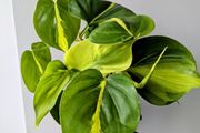 Philodendron Scandens Plant Plant