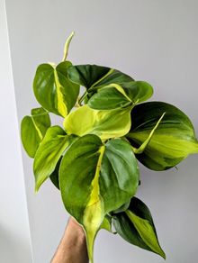 Philodendron Scandens Plant Plant