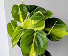 Philodendron Scandens Plant Plant