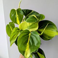 Philodendron Scandens Plant Plant