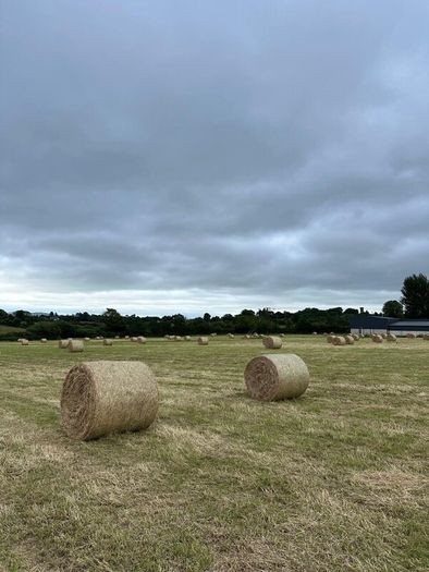 Hay for sale Ferns area