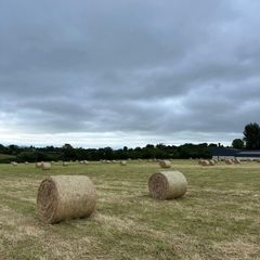 Good quality Hay for Sale Ferns area.