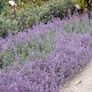 Catmint - Nepeta Walkers Low Image 4