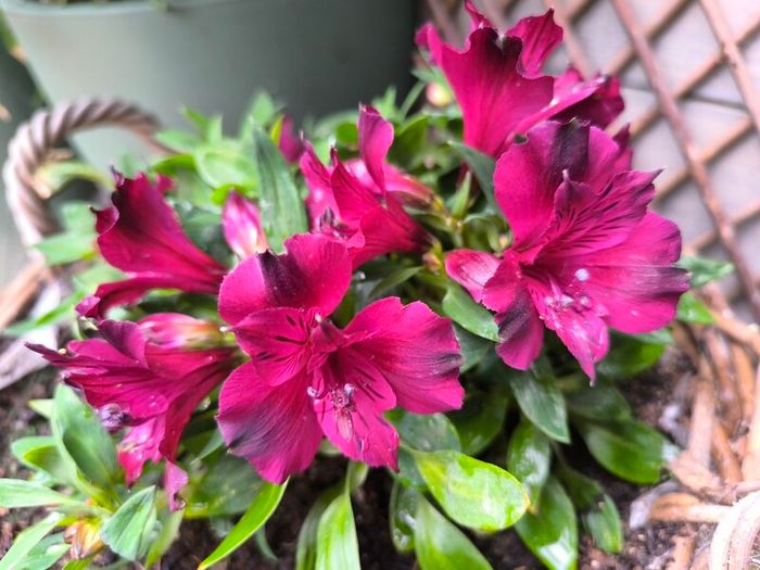 garden plants