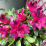 garden plants Image 2