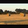 Hay for sale Image 6