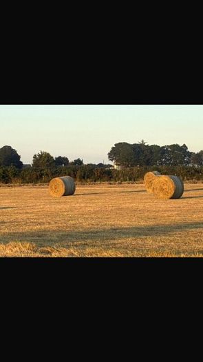 Hay for sale