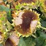 Free sunflower heads Image 2