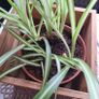 Spider Plant in Wooden Planter Image 5