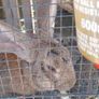 rabbits Image 4