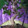 Ficus bonsai Image 4