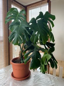 Monstera deliciosa