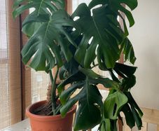 Monstera deliciosa