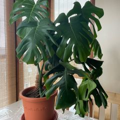 Monstera deliciosa