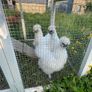 Silkie Chicks Image 2