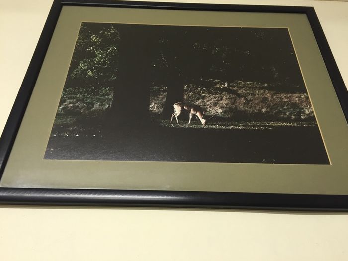 Framed Picture