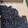 Blackberries Image 3