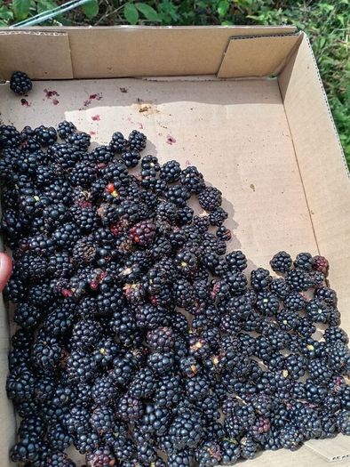 Blackberries