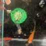 Fish Swap Exchange from Mullingar or Kinnegad Image 3