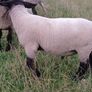 Suffolk hoggott rams Image 3