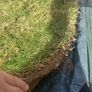 fresh lawn turf / sod for free Image 2