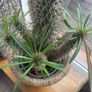 cactus Image 3