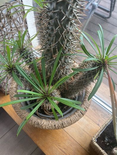 cactus