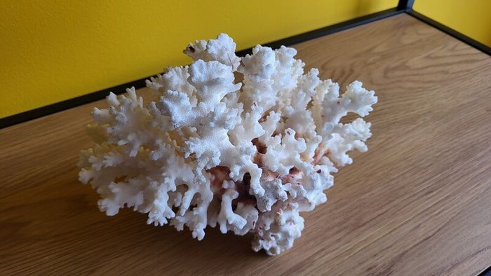 White natural coral approx 700 grams