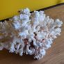 White natural coral approx 700 grams Image 2