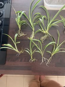 Spider Plants