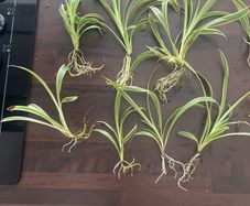 Spider Plants