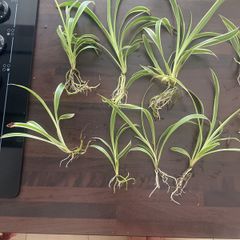 Spider Plants