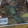 Legion of Monsters: Werewolf by Night ! ONE-SHOT ! 2007 ! by Marvel ! Image 5