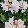 Dwarf Rhododendron 10 euro 6 for 50 euro Image 2