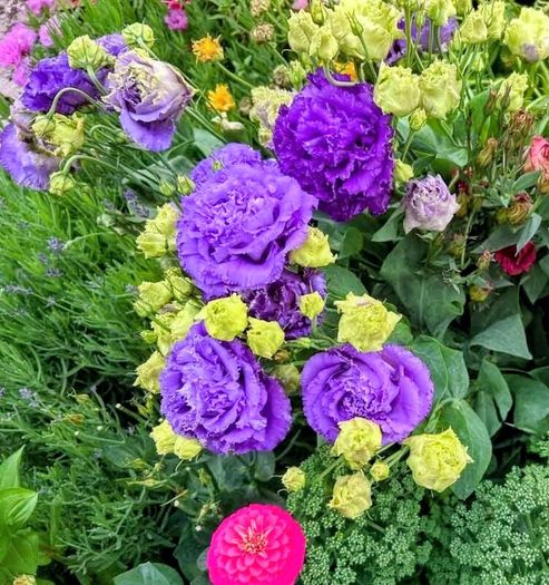 All Plants 5 Euro including rare varieties