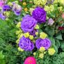 All Plants 5 Euro including rare varieties Image 3