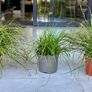 Ornamental grass Image 2