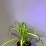 Spider Plant Image 2