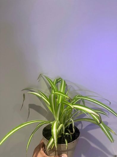 Spider Plant