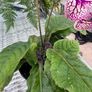 Streptocarpus aka Cape Primrose Image 4