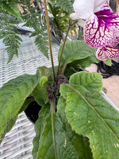 Streptocarpus aka Cape Primrose